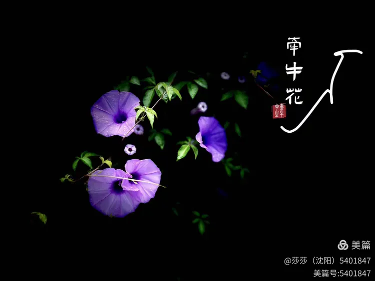 小小牵牛花